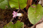 Trailing arbutus